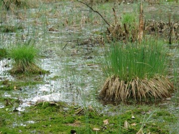 Światowy Dzień Mokradeł – 02.02.2024, 